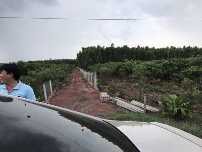 3. Bán đất mặt tiền đường nhựa, xã Mỹ Bình - Đức Huệ, đất vườn đang trồng cây ăn trái