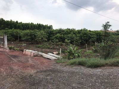 6. Bán đất mặt tiền đường nhựa, xã Mỹ Bình - Đức Huệ, đất vườn đang trồng cây ăn trái